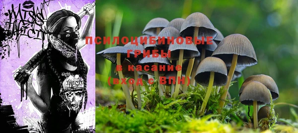 гашик Аркадак